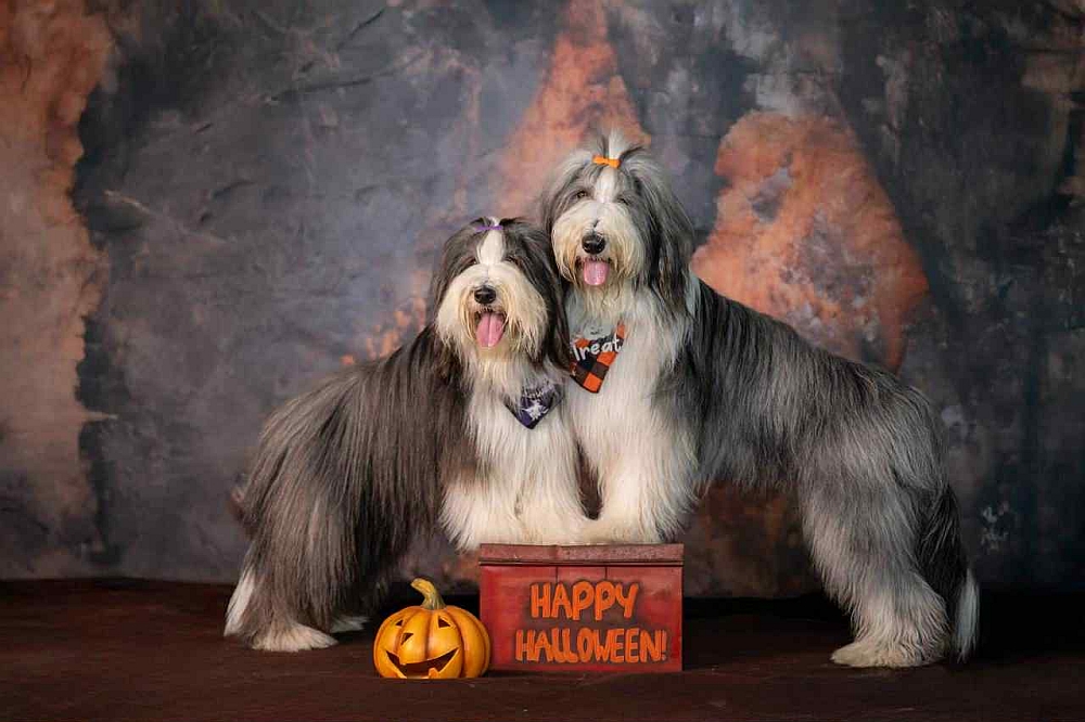 Roos-Haloween-31102025